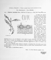 Septoria antirrhini image